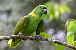 Попугай зеленый амазон
