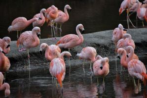 Розовый фламинго детеныш