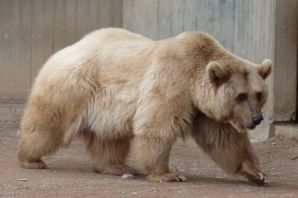 Метис белого и бурого медведя