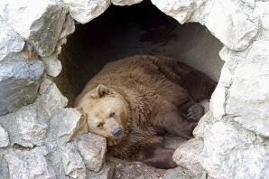 Бурый медведь после спячки