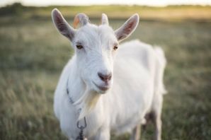 Белая комолая коза