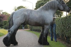 Лошадь тяжеловоз бельгийский першерон