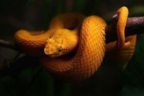 Цепкохвостый ботропс шлегеля змея
