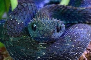 Самая ядовитая змея тайпан