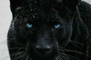 Черная пантера зимой