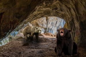 Евразийский пещерный медведь