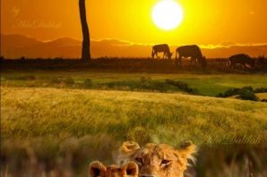 Лев и львица в африке