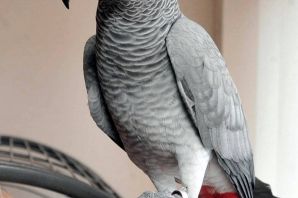 Говорящий серый попугай жако