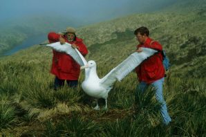 Альбатрос самая большая птица