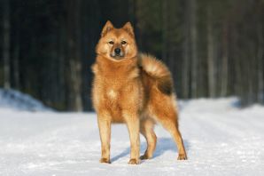 Порода собак карело финская лайка
