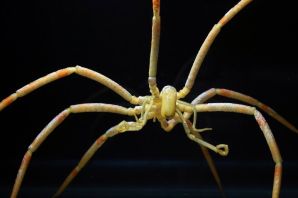 Глубоководный морской паук