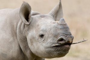 Уши носорога