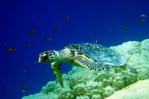 Морские черепахи в красном море