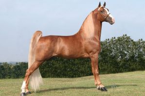 Теннессийская порода лошадей