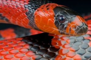 Гондурасская королевская змея
