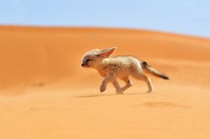 Животные пустыни африки