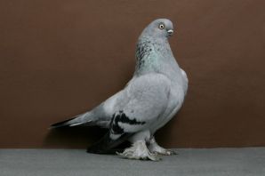 Берлинский короткоклювый голубь