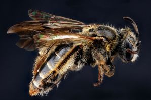 Пчела андрена