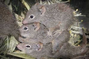 Сумчатая мышь самец