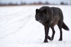 Канадский черный бизоний волк