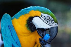 Желто синий попугай
