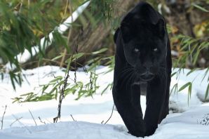 Черная пантера ягуар меланист