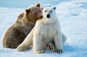 Белый медведь и гризли
