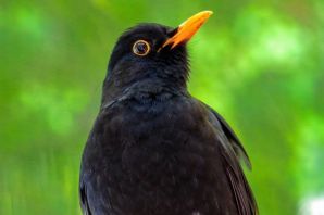 Черная птичка с оранжевым клювом
