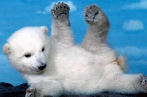 Маленький полярный медвежонок