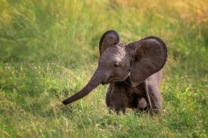 Самый маленький слон