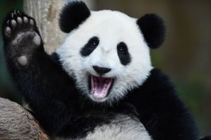 Радостная панда