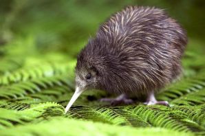 Птица киви символ новой зеландии