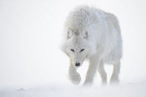 Белый северный волк