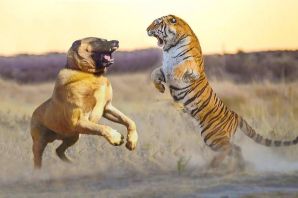 Бой льва и тигра