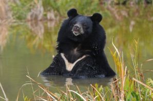 Уссурийский гималайский медведь