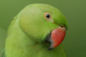 Зеленый попугай рио