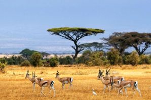 Животные африканской саванны