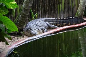 Самый большой крокодил кассиус