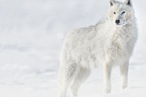 Якутский полярный волк