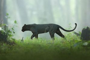Пантера в дикой природе