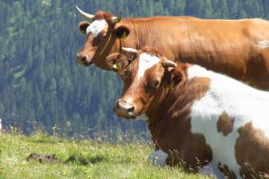 Корова с двумя телятами