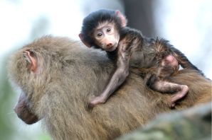 Гамадрил обезьяна детеныш