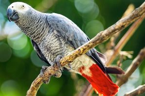 Африканский серый попугай жако