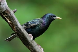 Черная птичка с зеленым отливом