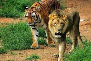 Амурский тигр и лев