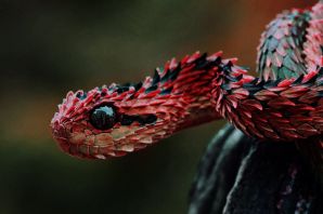 Змея кустарниковая гадюка