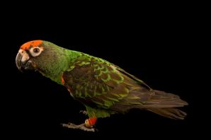 Конголезский длиннокрылый попугай
