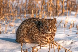 Дальневосточный амурский лесной кот