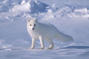Песец полярная лиса