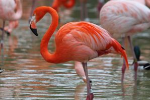 Красный и розовый фламинго